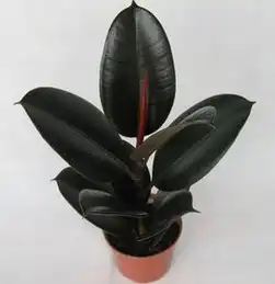 请问这是什么植物
