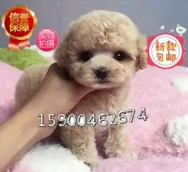 纯种韩系泰迪熊茶杯玩具可爱至极购买可签
