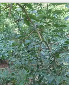 你好有这么一种树枝上长刺刺上长刺叶子不大叫什么树你有图片吗能不能给我看看是不是我要找的我很着急谢谢
