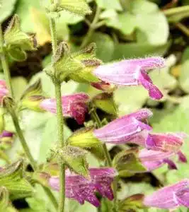 甘西鼠尾草
