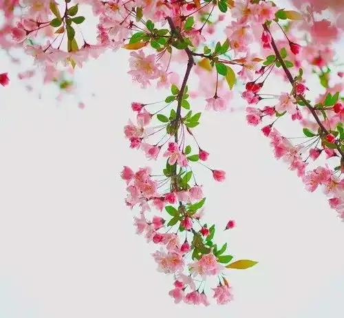 拈花浅笑,许珍重一个永远
