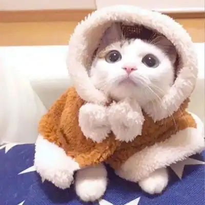 可爱的猫头像,发布分享给喜欢猫的朋友们
