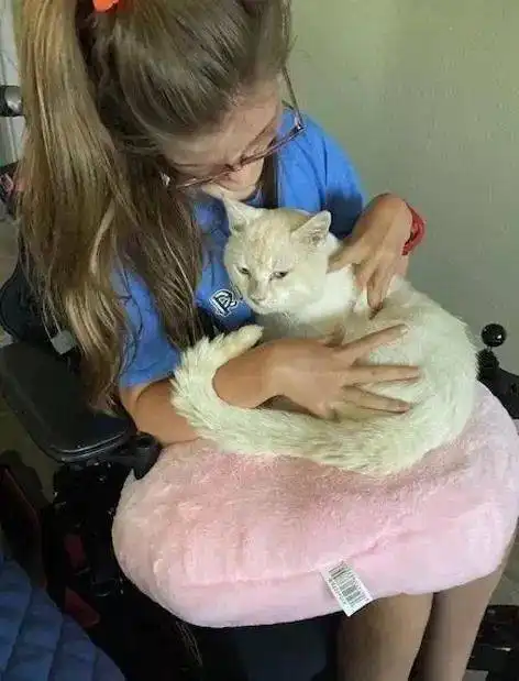 好多猫被电动轮椅声吓倒,最后竟有一只猫主动投怀
