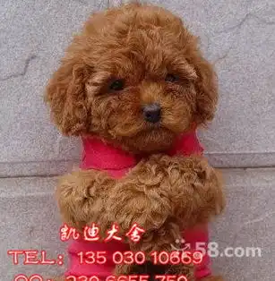 韩系韩版贵宾犬火红色玩具泰迪
