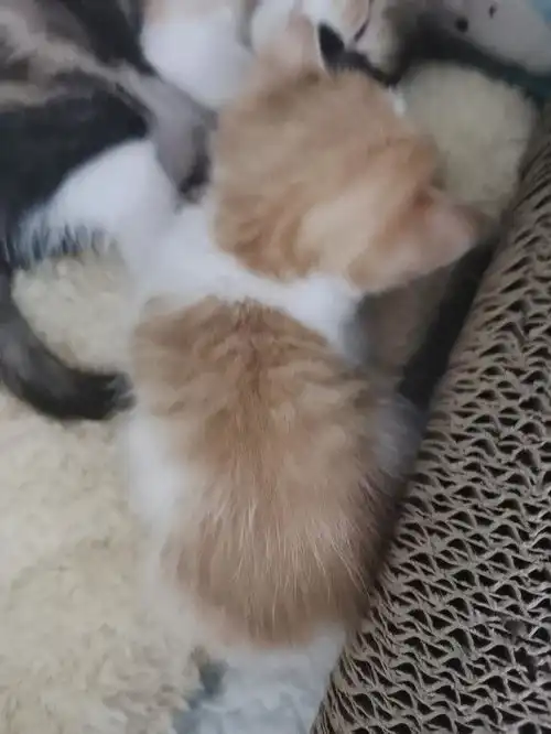 小猫咪无偿领养,要仔细看文案哦
