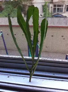 这两种那种是甜苣野菜
