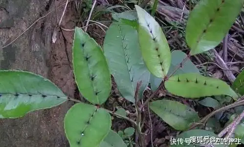 农村一种树,全身都是刺,野外挖棵老桩树,能做精美盆景树
