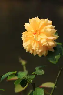 温柔玫瑰
