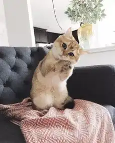 推荐沙发被猫抓残了你还有这些好办法给老沙发微整形
