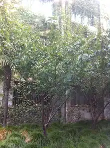 什么树叶片带锯齿状
