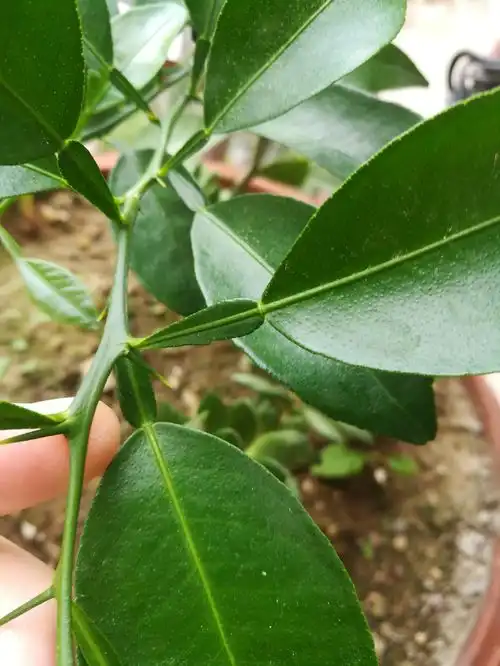 小叶子连着大叶子是什么
