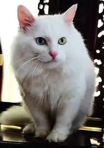 最美异瞳长毛白猫,中国独有山东狮子猫,鸳鸯眼的猫
