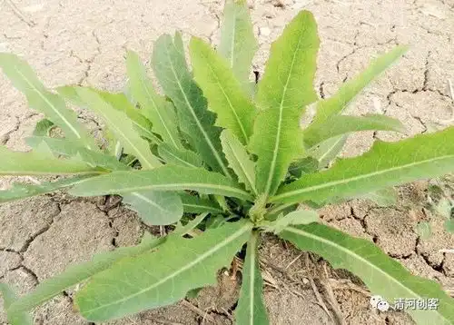 馋人的酸苦菜汤
