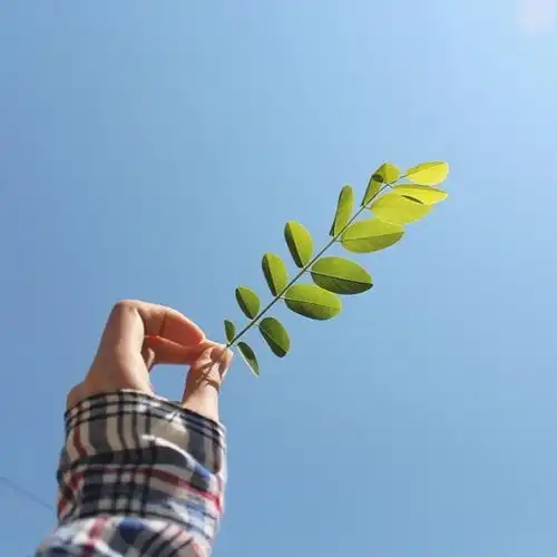 高级清冷的森系头像
