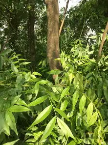 这是什么树,在湖北西部,树叶有刺鼻气味,树很沉,树心是红色的
