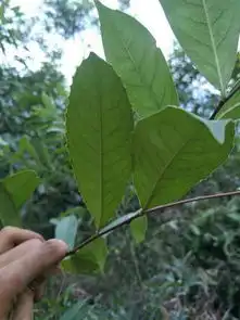 这是什么树叶子有小刺
