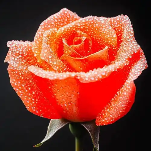 分享图片广汽昊铂芬芳馥郁,晶莹闪耀,色彩斑斓的玫瑰花

