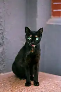 那些长相清奇的猫,哪一款让你最难忘
