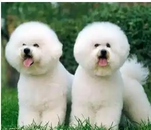 要可爱猫狗的图片并且标明品种
