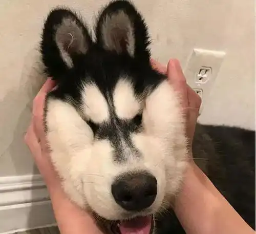 不得不说狗狗的心很脆弱,你认同吗
