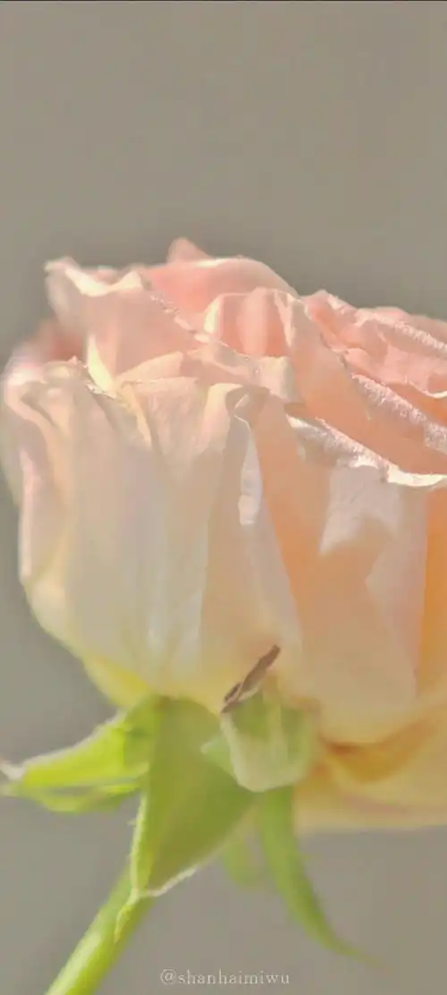 玫瑰花壁纸,真的好温柔
