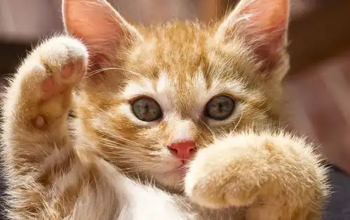 猫咪什么时候会把爪子伸出来科瑞卡科普
