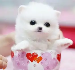 茶杯犬图片超有爱宠物茶杯犬简直萌翻了
