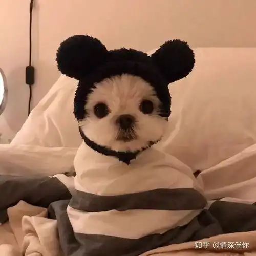 爱情是个梦,而我总是睡过头
