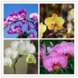 史上最全花名,认花不求人马上收藏

