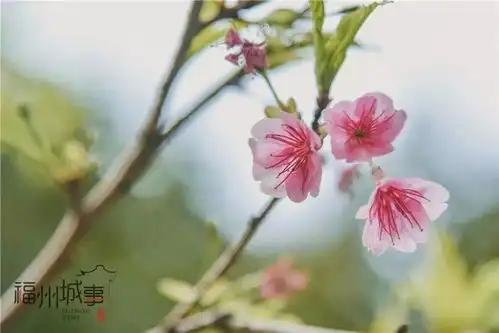 又是一年樱花季福州的樱花开了满屏的粉色诱惑...满满的少女心
