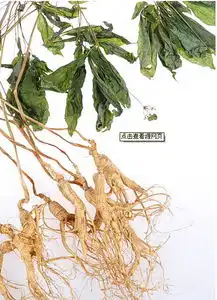 野山参叶子有什么功效
