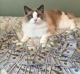 猫咪告诉你什么叫猫中有钱人,躺钱里睡觉实力炫富
