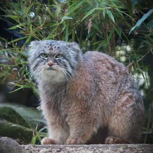 雪域奇兽像毛球非兔非猴似猫却叫兔狲吃鼠兔抢獭洞还敢战毒蛇
