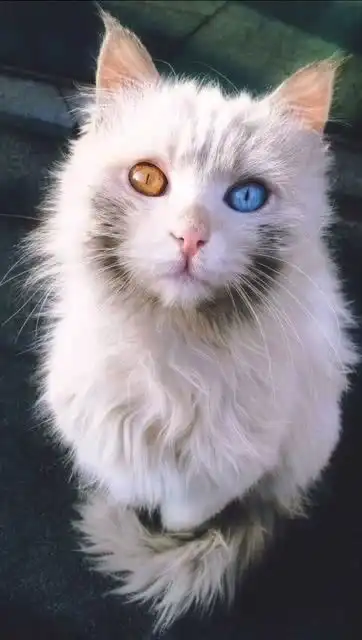 盘点那些颜值超高的异瞳猫

