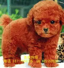 标题咖啡红泰迪杯体玩具迷你泰迪低价出售
