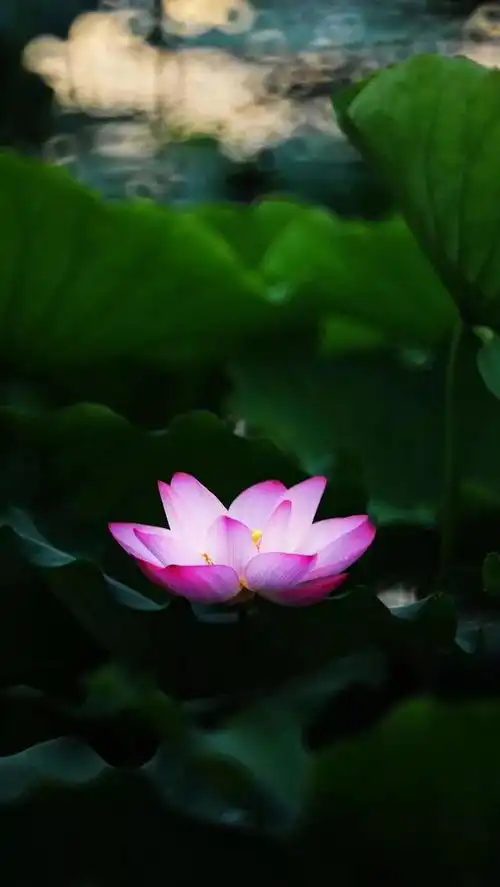 精美莲花壁纸
