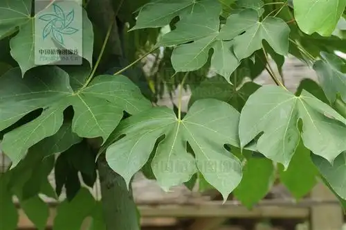 梧桐家族的故事精简版
