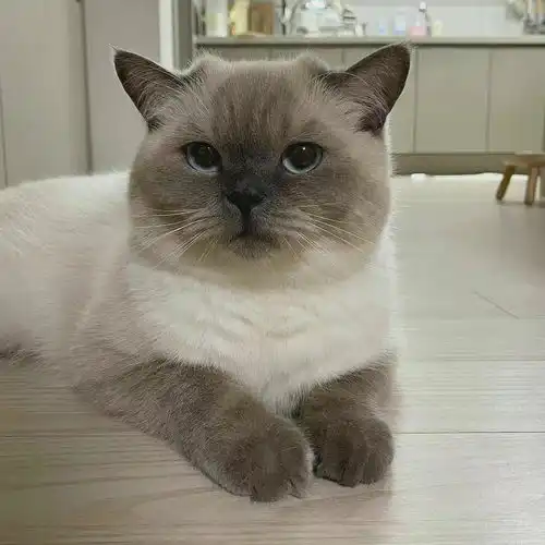 无水印可爱猫咪头像
