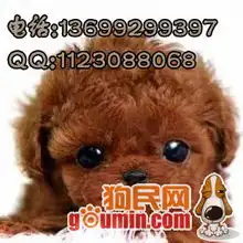 自家繁殖精品韩系茶杯泰迪玩具泰迪
