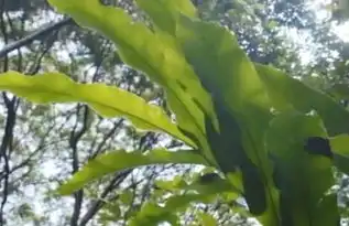 大山里的野果,叶子形似大菠菜甜度是蔗糖的百倍,你认识不
