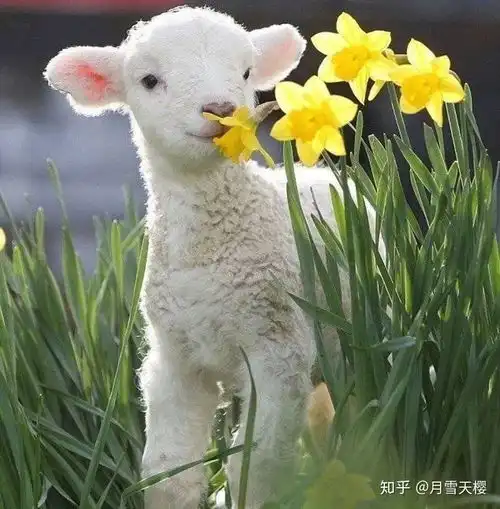 可以分享一些小羊图片吗
