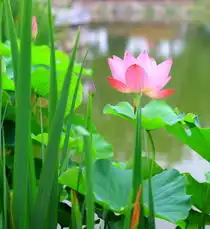 相册夏日荷香201206
