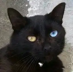 神奇的异瞳猫,好特别的眼睛呢

