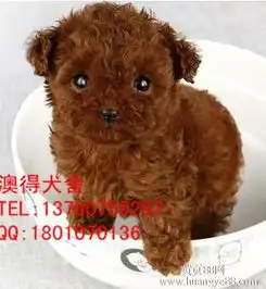 价格,纯种黄页88网
