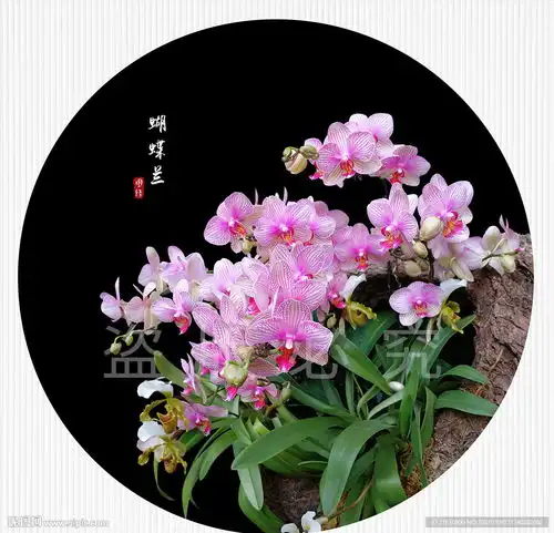 蝴蝶兰图片
