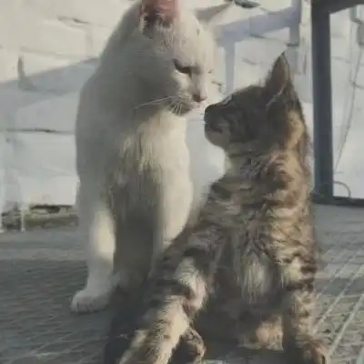 猫系列的情侣头像一左一右2020年两个猫咪的情头超萌版

