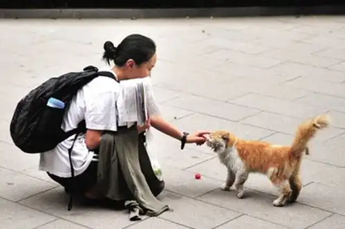 女生宿舍偷偷养猫,结果橘猫胖到藏不住,被举报后宿管阿姨都笑了
