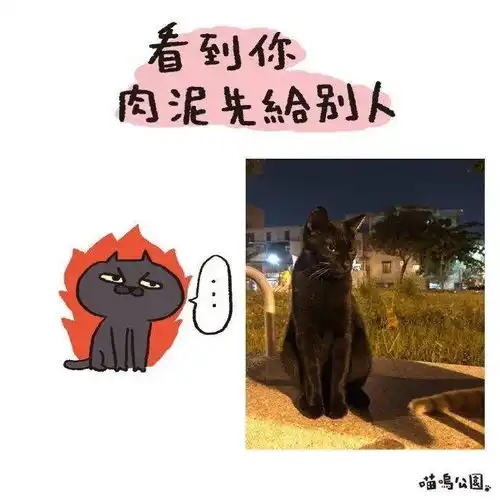 铲屎官才懂系列漫画原来天下猫咪都一样
