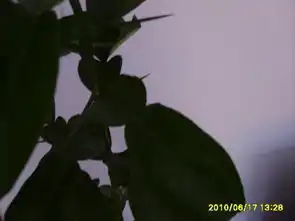 长葫芦状叶子并且长刺是什么树
