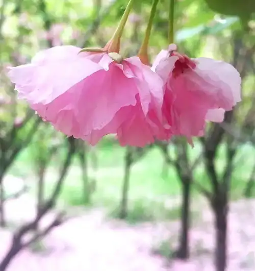时光安暖,岁月生香
